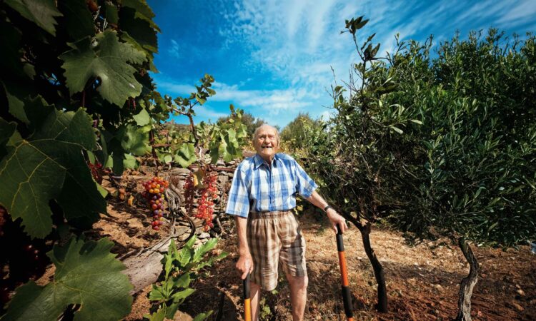 Stamatis Moraitis tending his vineyard and olive grove on Ikaria.